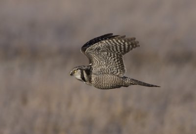 Hawk Owl (Surnia ulula)