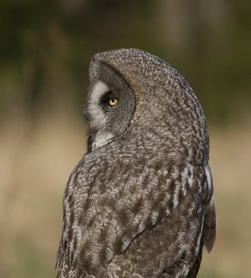 Great  grey owl (Strix nebulosa)