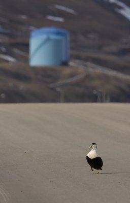 Eider (somateria mollissima)