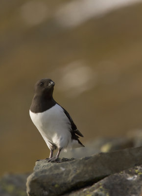 Little auk (alle alle)