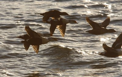 King eider (somateria spectabilis)