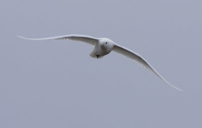 Ivory gull (Pagophila eburnea)