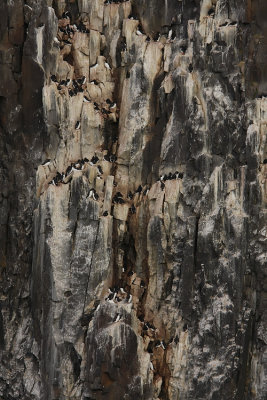 Brnnichs guillemot (Uria lomvia)