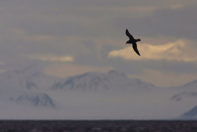 Fulmar (Fulmarus glacialis)