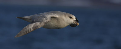 Fulmar (Fulmarus glacialis)