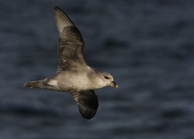 Fulmar (Fulmarus glacialis)