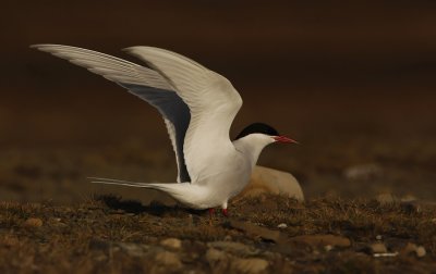 Arctic tern (Sterna paradisea)