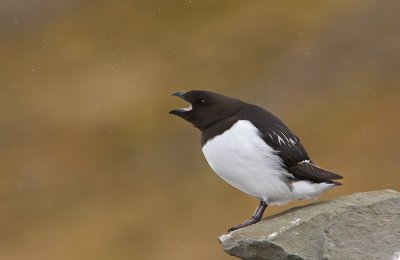 Little Auk (Alle alle)