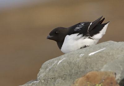 Little Auk (Alle alle)