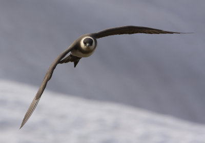 Arctic skua (Stercorarius parasiticus)