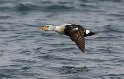 King eider (Somateria spectabilis)