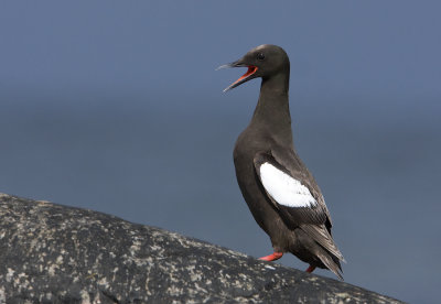 Black Guillemot (cepphus grylle)