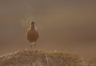 Bar tailed godwit (Limosa lapponica)