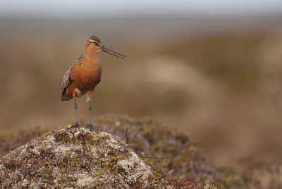 Bar tailed godwit (Limosa lapponica)