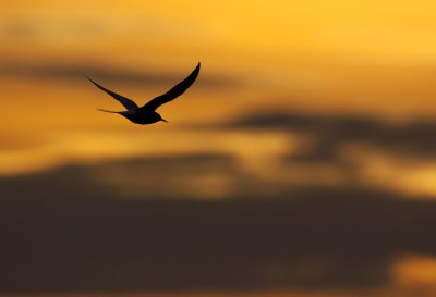 Arctic tern (Sterna paradisaea)