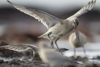 Bar tailed Godwits (Limosa lapponica)