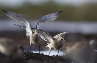 Bar tailed Godwits (Limosa lapponica)