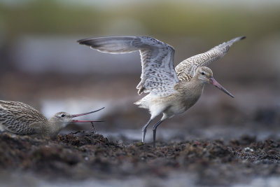 Bar tailed Godwits (Limosa lapponica)