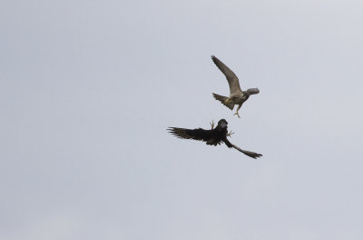 Peregrine falcons (Falco peregrinus)