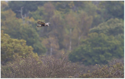 Fjllvrk (Buteo lagopus)
