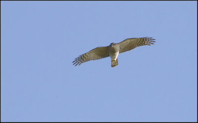 Sparrowhawk (Accipiter nisus)