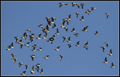 Migrating Barnacle geese