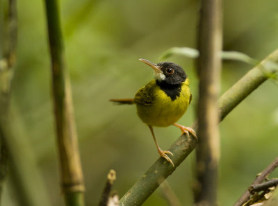 Yellow breasted Tailorbird ( Orthotomus samarensis)