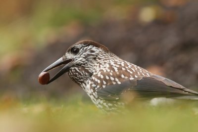 Nutcracker (Nucifraga caryocatactes)