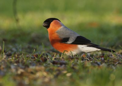 Bullfinch (Pyrrhula pyrrhula) - male