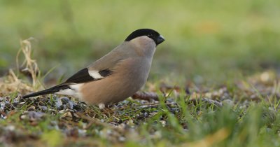 Bullfinch (Pyrrhula pyrrhula) - female