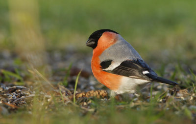 Bullfinch (Pyrrhula pyrrhula) - male