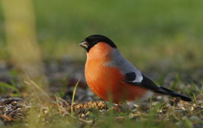 Bullfinch (Pyrrhula pyrrhula) - male