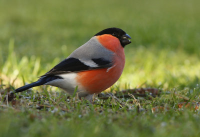 Bullfinch (Pyrrhula pyrrhula)