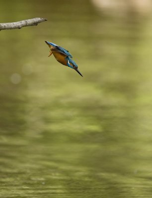 Kingfisher (Alcedo atthis)