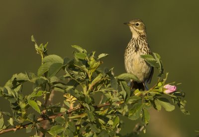 Meadow pipit ( Anthus pratensis)