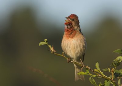 Scarlet rosefinch (Carpordacus erythrinus)