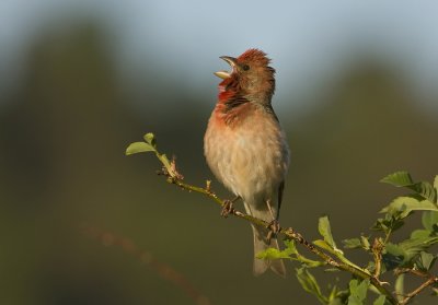 Scarlet rosefinch (Carpordacus erythrinus)