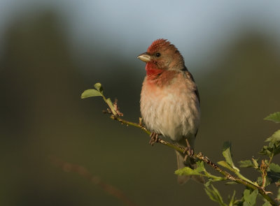 Scarlet rosefinch (Carpordacus erythrinus)