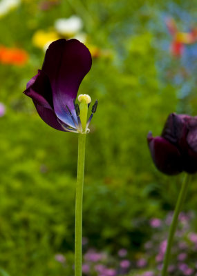 In Hamilton Botanical Gardens