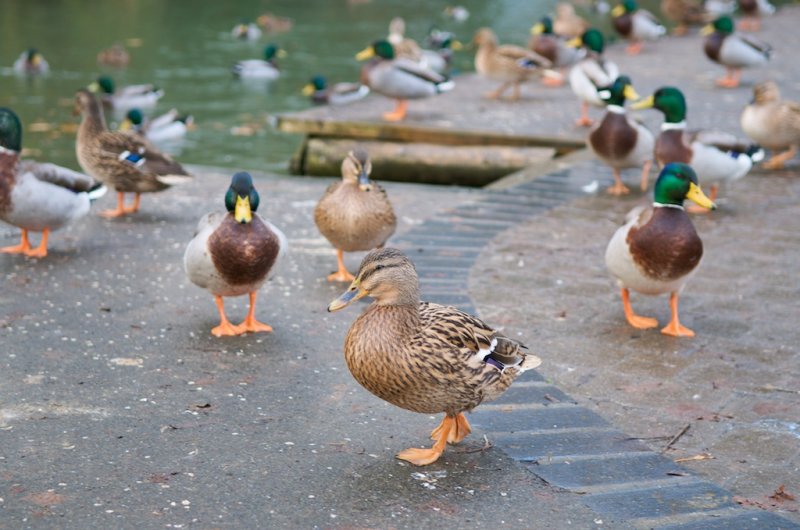 Ducks at Burford