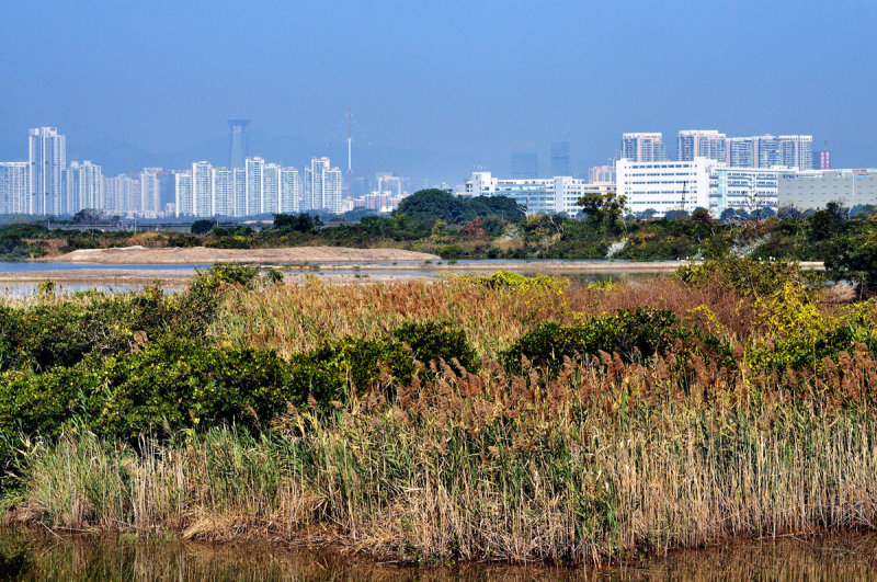 Looking over Mai Po Ramsar toward Mainland China