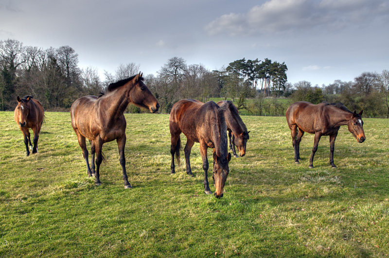 Polo Ponies Kirtlington