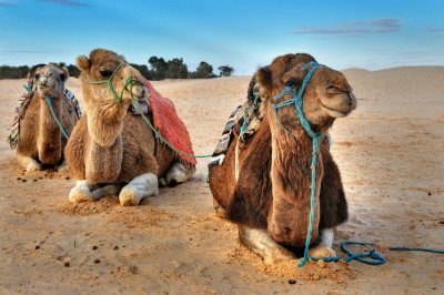 Camels Douz