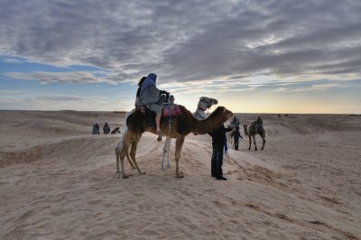 Camels on the edge of the Sahara at sunset