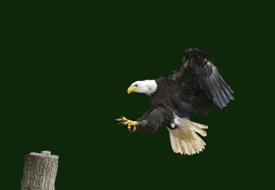 Bald Eagle