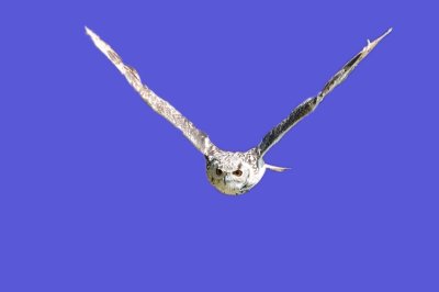 Bengal Eagle Owl