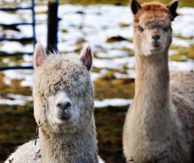 Llamas