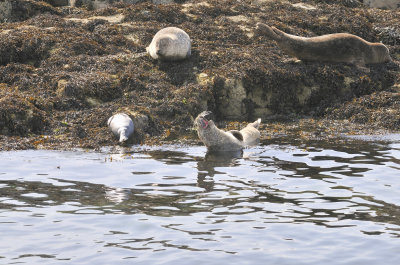 Common Grey Seals near Plockton