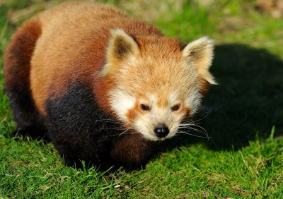 Red Panda