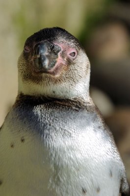 Humbolt Penguin